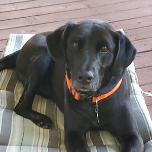 Meet your Posher, Josh